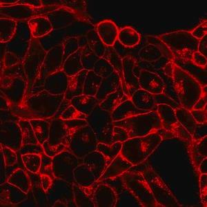 SCT107 | BIOTRACKER TM 555 ORANGE CYTOMEMBRANE DYE