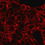 SCT107 | BIOTRACKER TM 555 ORANGE CYTOMEMBRANE DYE