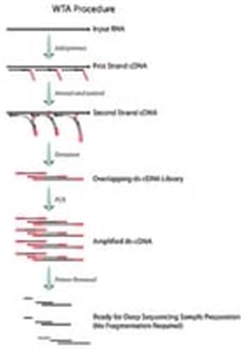 SEQR-500RXN | SEQPLEX RNA AMPLIFICATION KIT