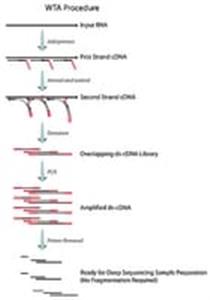 SEQR-500RXN | SEQPLEX RNA AMPLIFICATION KIT
