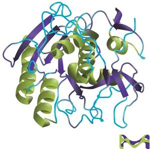 P4850-1ML | PROTEINASE K FROM TRITIRACHIUM ALBUM BUFFERED AQUE