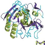 P4850-1ML | PROTEINASE K FROM TRITIRACHIUM ALBUM BUFFERED AQUE