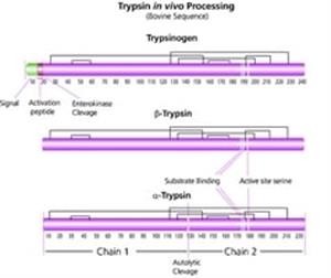 T1426-1G | TRYPSIN TPCK TREATED FROM BOVINE PANCREAS