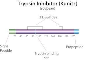 T6522-1G | TRYPSIN INHIBITOR FROM FROM GLYCINE MAX SOYBEAN PO