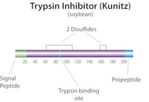 T6522-250MG | TRYPSIN INHIBITOR FROM FROM GLYCINE MAX SOYBEAN PO