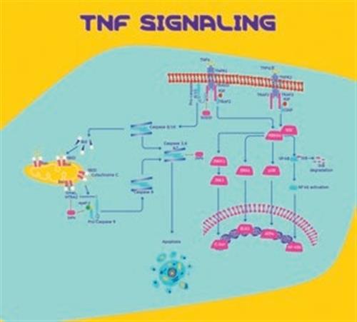 T6674-10UG | TUMOR NECROSIS FACTOR ALPHA HUMAN TNF ALPHA RECOMB