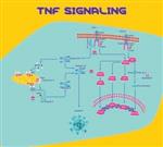 T6674-10UG | TUMOR NECROSIS FACTOR ALPHA HUMAN TNF ALPHA RECOMB
