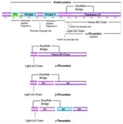 T6884-100UN | THROMBIN FROM HUMAN PLASMA