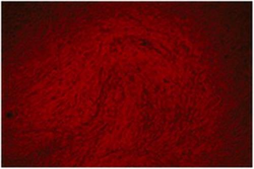 TMS-008-C | ALIZARIN RED STAINING SOLUTION