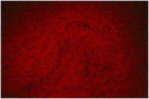 TMS-008-C | ALIZARIN RED STAINING SOLUTION