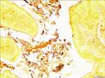 TTR006-25EA | HELICOBACTER TISSUE TROL TM CONTROL SLIDES FROM MO