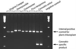 XNAP-1KT | EXTRACT N AMP RED PLANT PCR KIT