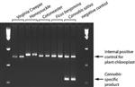 XNAP-1KT | EXTRACT N AMP RED PLANT PCR KIT