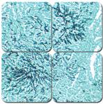 KTGMSPT | GMS Stain Kit, Pint