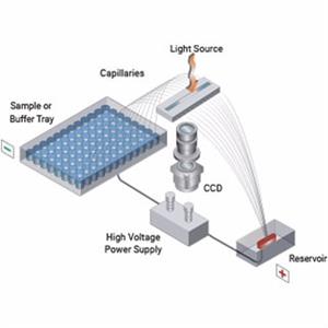 A2300-1250-2247 | 12x Capillary Array Cartridge 22 cm EFF 47 cm TOT
