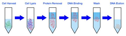 10640-1 | Genomic DNA Extraction Kit - Universal, 200 Preps