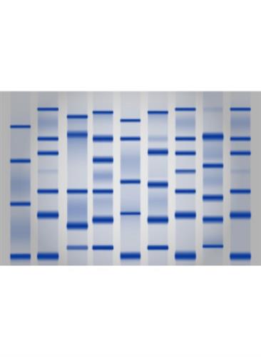 10671-1 | LDS Sample Buffer [4X], 25 mL