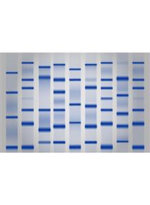 10671-1 | LDS Sample Buffer [4X], 25 mL