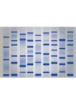 10671-1 | LDS Sample Buffer [4X], 25 mL