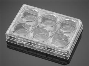 354428 | Corning® BioCoat® Collagen IV 6-well Clear Flat Bottom TC-treated Multiwell Plate, with Lid, 5/Case
