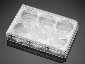356400 | Corning® BioCoat® Collagen I 6w Clear Flat Bottom TC-treated Multiwell Plate,,Lid, 5/Pack, 50/CS