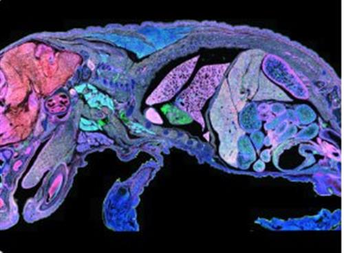 1000627 | Xenium Mouse Tissue Atlassing Gene Expression Pane