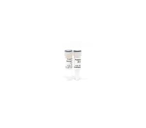D3001-2-5 | Proteinase K w/ Storage Buffer Set (5 mg)