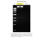 D4210 | Rapid spin-column purificaiton of transfection-grade plasmid DNA from up 5 ml of E. coli culture. 