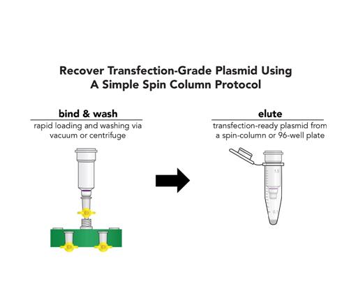 D4212 | Rapid spin-column purificaiton of transfection-grade plasmid DNA from up 5 ml of E. coli culture. 
