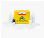 D5004 | EZ-96 DNA Methylation™ Kit (Deep-Well) (2 x 96 Rxns)