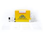 D5008 | EZ-96 DNA Methylation-Gold™ Kit (Deep-Well) (2 x 96 Rxns)