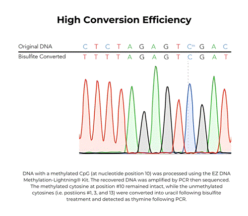 D5030-E | EZ DNA Methylation-Lightning Kit (CE-IVD), 50 rxns