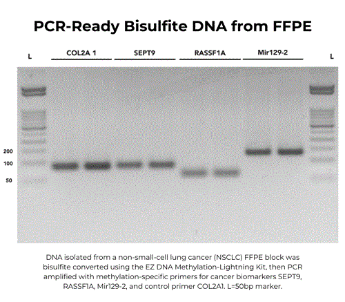 D5031-E | EZ DNA Methylation-Lightning Kit (CE-IVD), 200 rxns