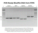 D5033 | EZ-96 DNA Methylation-Lightning Kit (Deep-Well) (2x96 rxns.)