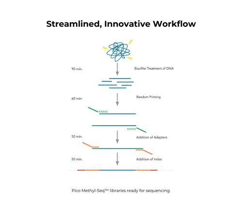 D5455 | Pico Methyl-Seq Library Prep Kit provides a streamlined workflow for making WGBS libraries. With the Pico Methyl-Seq Library Prep Kit, input DNA is randomly fragmented during the initial bisulfite treatment step followed by three rounds of amplification w