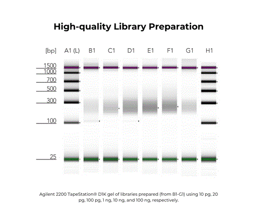 D5456 | Pico Methyl-Seq Library Prep Kit provides a streamlined workflow for making WGBS libraries. With the Pico Methyl-Seq Library Prep Kit, input DNA is randomly fragmented during the initial bisulfite treatment step followed by three rounds of amplification w