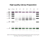 D5456 | Pico Methyl-Seq Library Prep Kit provides a streamlined workflow for making WGBS libraries. With the Pico Methyl-Seq Library Prep Kit, input DNA is randomly fragmented during the initial bisulfite treatment step followed by three rounds of amplification w
