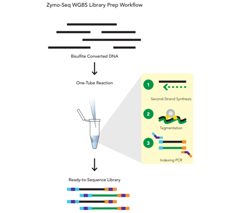 D5465 | Zymo-Seq WGBS Library Kit is the only kit available for whole genome bisulfite (WGBS) library preparation in a single tube. Zymo-Seq WGBS Library Kit incorporates tagmentation technology to eliminate the tedious fragmentation, enzymatic, and clean-ups ste