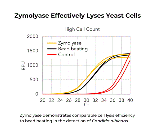 E1004 | Yeast lytic enzyme for simple and effective digestion of fungal cell walls.