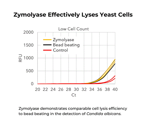 E1006 | Yeast lytic enzyme for simple and effective digestion of fungal cell walls.