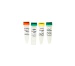 E2001 | ZymoTaq DNA Polymerase contains all the reagents needed to perform “hot-start” PCR. The inclusion of a heat-activated, thermostable DNA polymerase reduces primer dimer and nonspecific product formation that can occur during PCR.