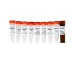 E2007 | Quantify Fungal DNA in your sample with high specificity and sensitivity using qPCR.