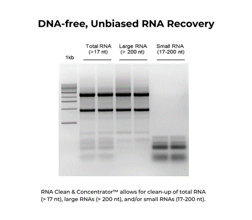 R1015 | RNA Clean & Concentrator™-5