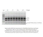 R1100-50 | The DNA/RNA Shield Reagent is a DNA and RNA stabilization solution and transport medium for any sample type. Get a free sample with free shipping.