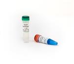 R3012 | ZymoScript RT PreMix is an optimized reverse transcription kit containing all the necessary components for quick and efficient cDNA synthesis. Try it today.