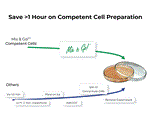 T3011 | For simple, high efficiency <i>E. coli</i> transformations without heat shock and lengthy incubations.